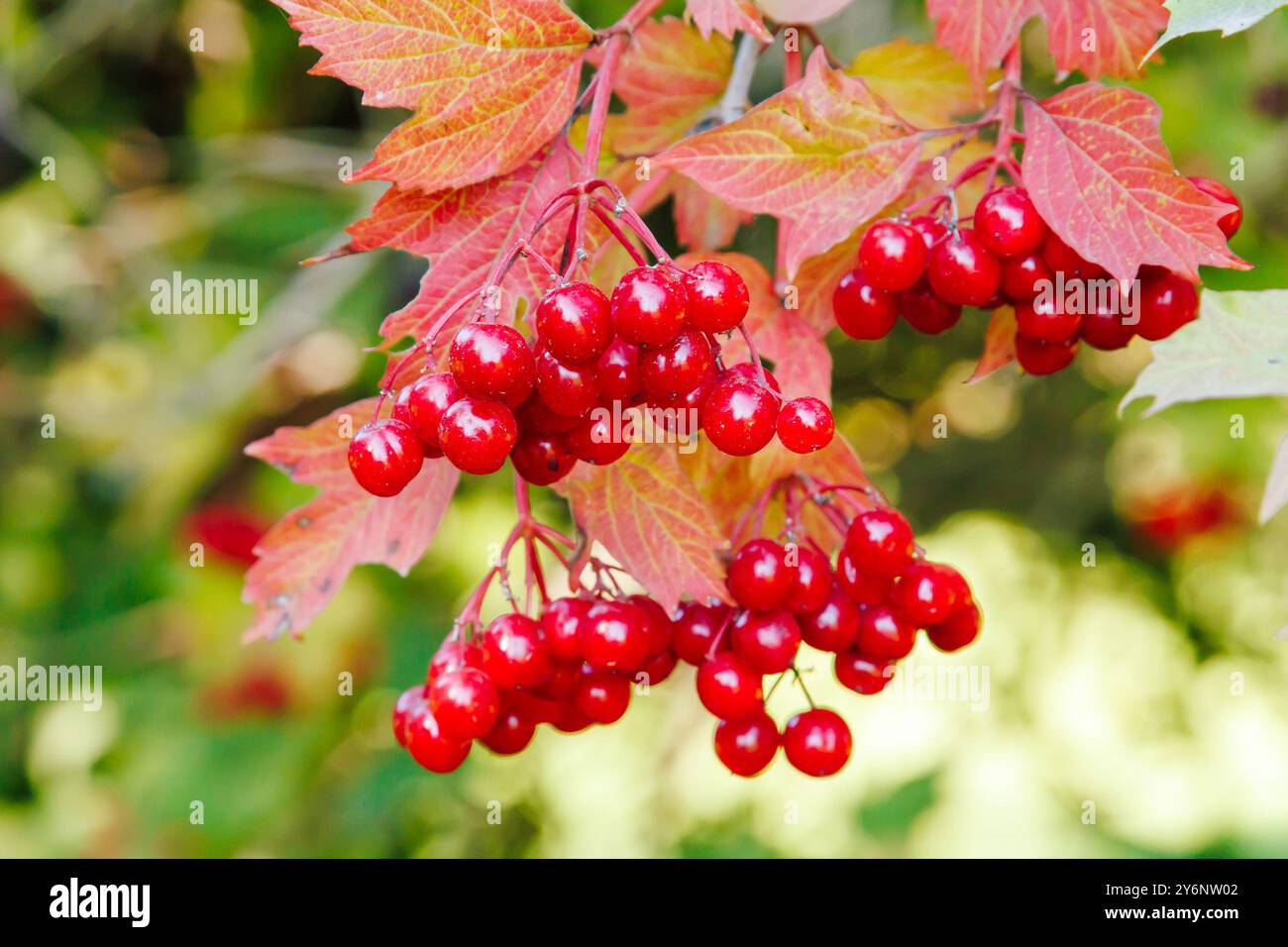 Primo piano di un gruppo di bacche di viburnum rosso. Viburnum Bush in una giornata di sole alla fine della stagione estiva Foto Stock