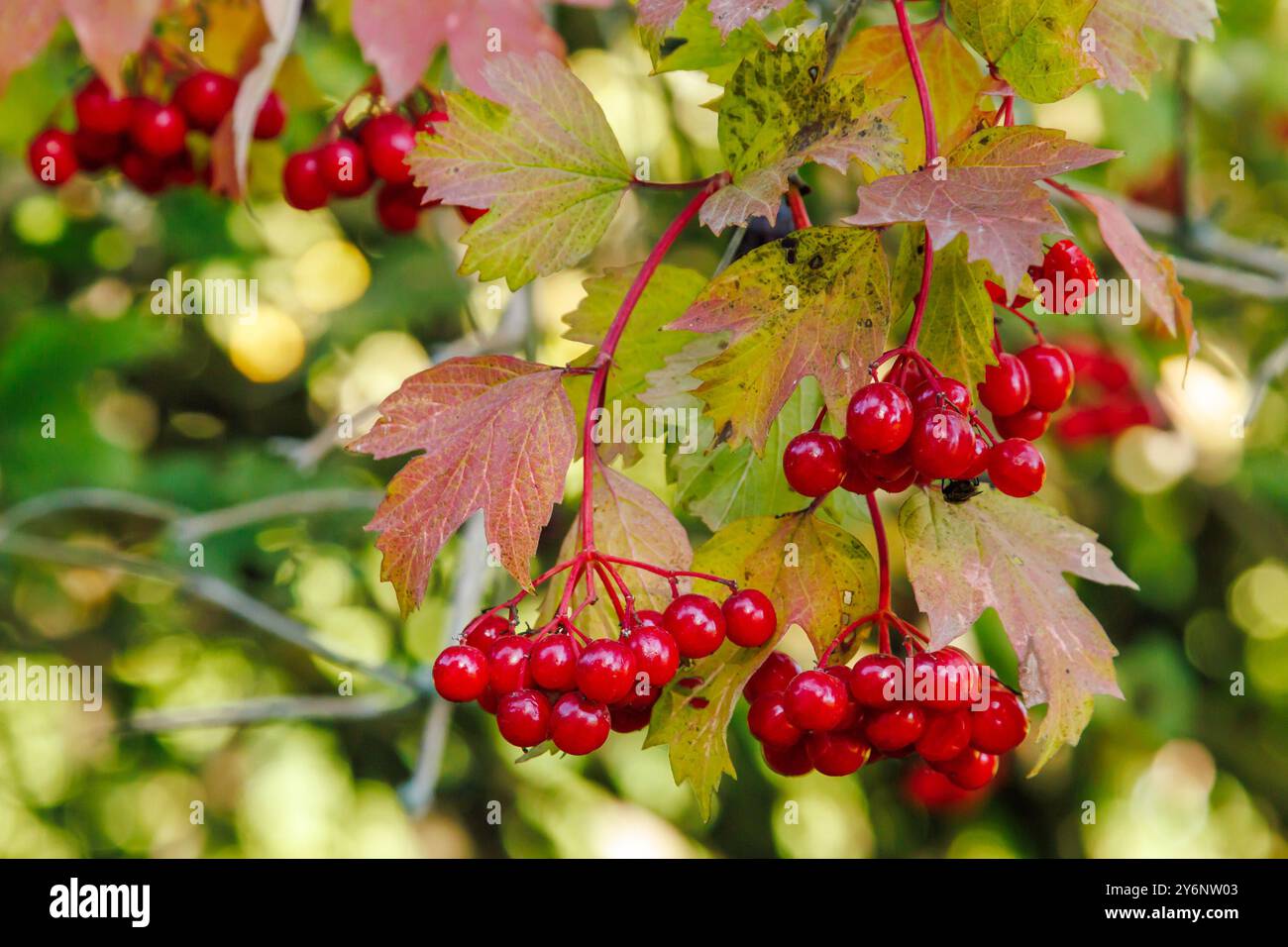 Primo piano di un gruppo di bacche di viburnum rosso. Viburnum Bush in una giornata di sole alla fine della stagione estiva Foto Stock