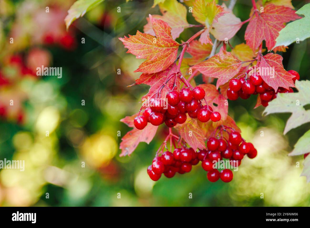 Primo piano di un gruppo di bacche di viburnum rosso. Viburnum Bush in una giornata di sole alla fine della stagione estiva Foto Stock