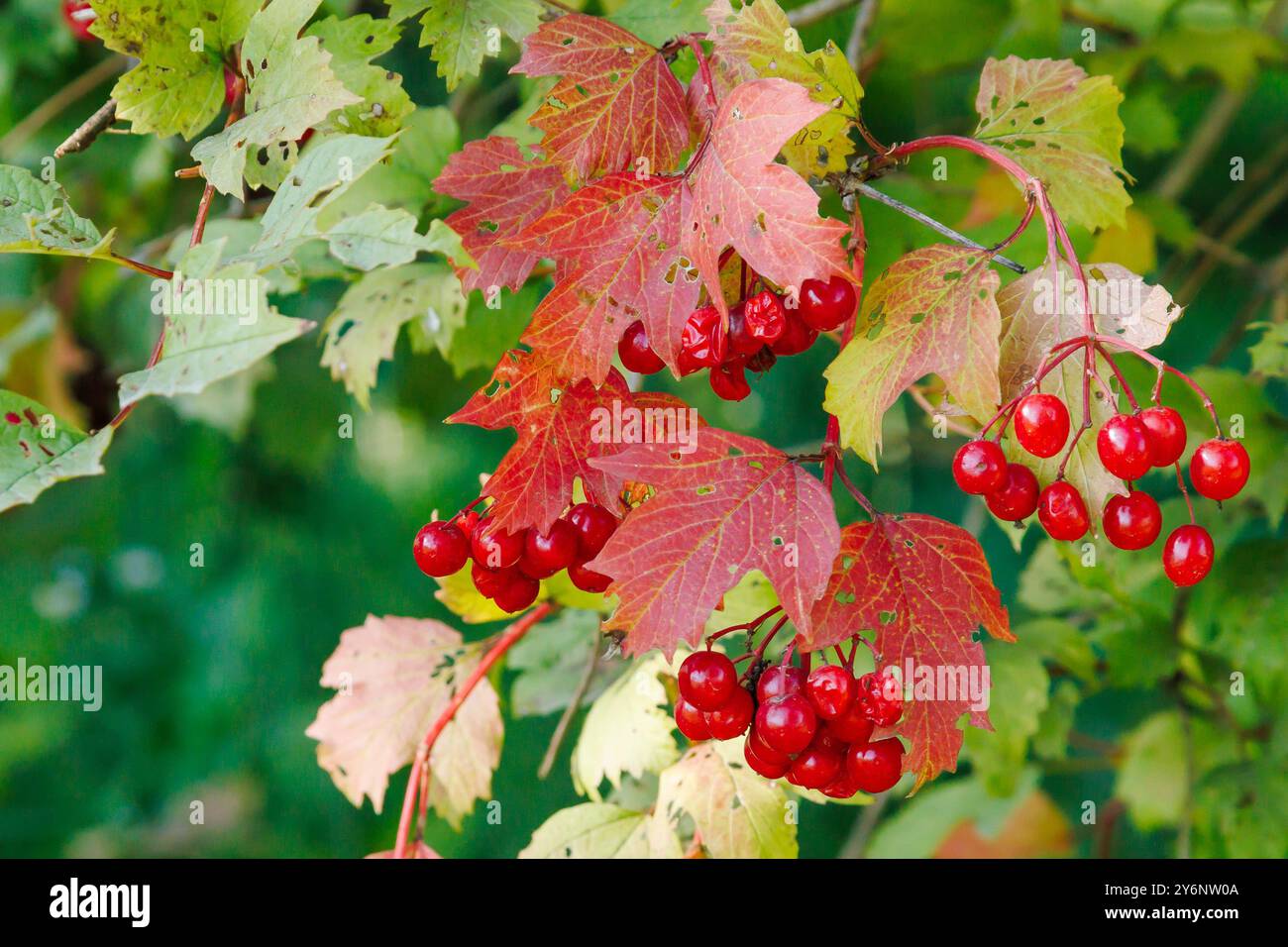 Primo piano di un gruppo di bacche di viburnum rosso. Viburnum Bush in una giornata di sole alla fine della stagione estiva Foto Stock