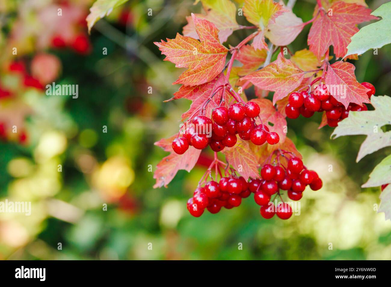 Primo piano di un gruppo di bacche di viburnum rosso. Viburnum Bush in una giornata di sole alla fine della stagione estiva Foto Stock