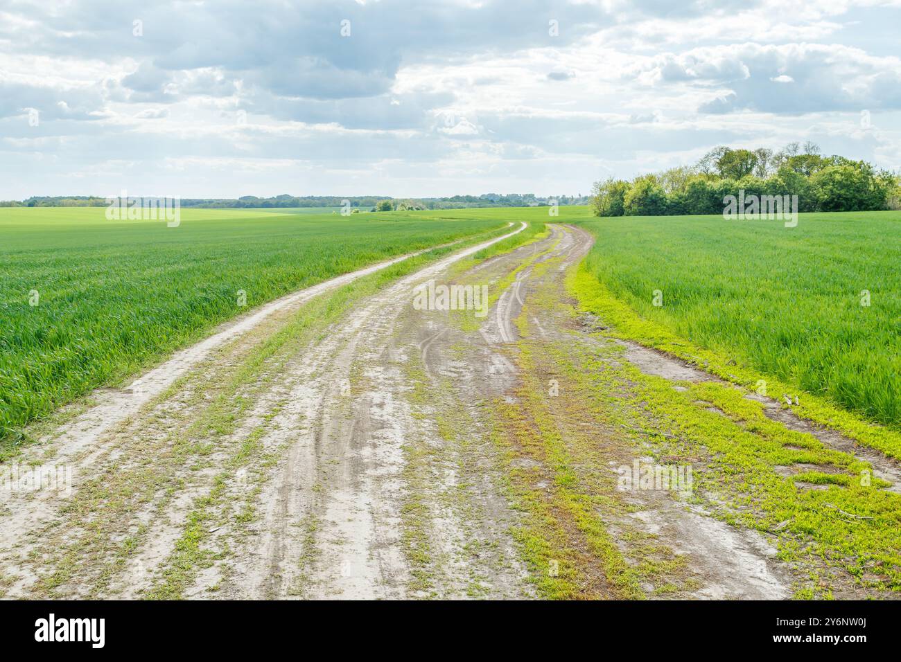 Strada in un campo di grano giovane. Grano verde giovane che cresce sul campo Foto Stock