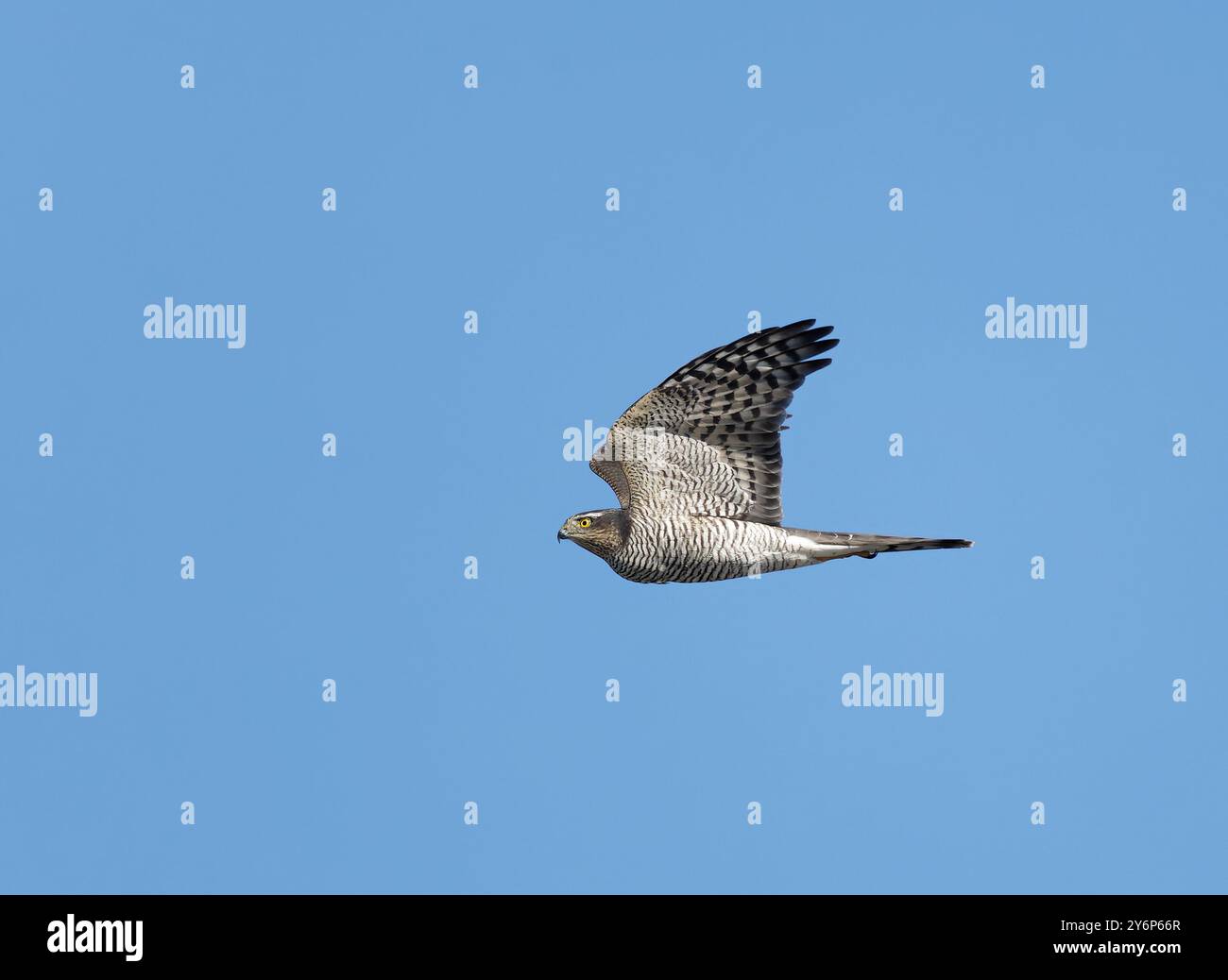 Sparrowhawk che vola sotto il cielo blu Foto Stock