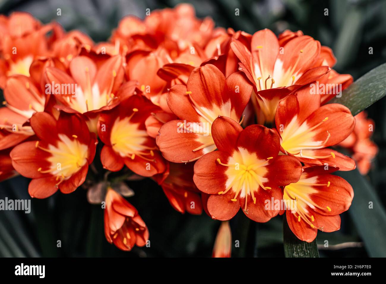 Primo piano del fiore fiorito di Clivia Foto Stock