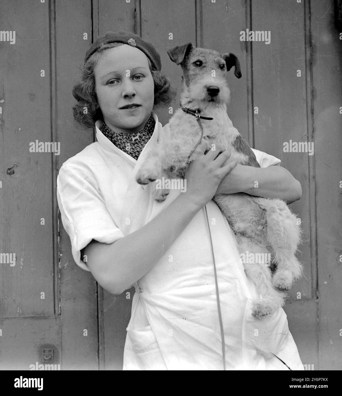 Miss J Abel con il suo Fox terrier Tanyard Tcorrid, vincitore di oltre 50 primati Foto Stock