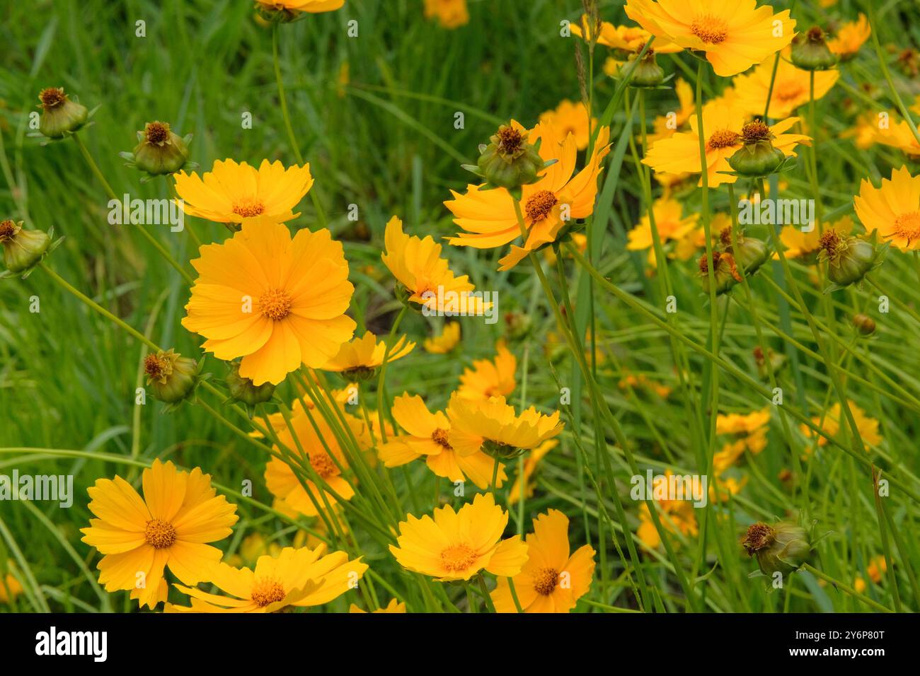 I fiori di Coreopsis grandiflora crescono in giardino. Giardino di campagna. Sfondo floreale brillante. Margherita fiorente. Fiori selvatici nel prato. Foto Stock