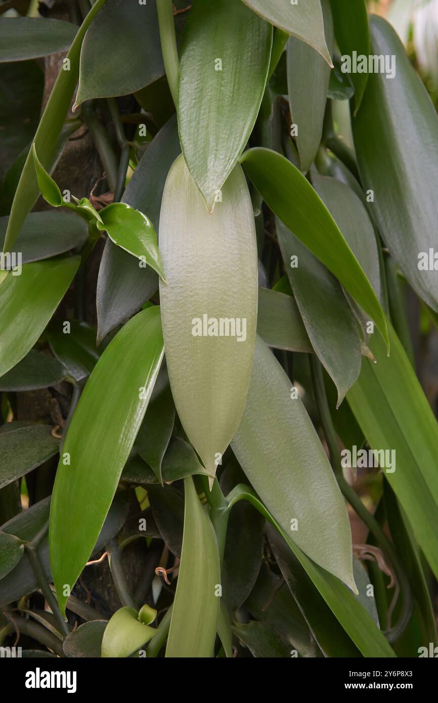 primo piano di vite da arrampicata di orchidea vaniglia all'aperto, vaniglia lievitata piatta, pianta da cui si ottiene o si ricava la spezia vanigliata Foto Stock