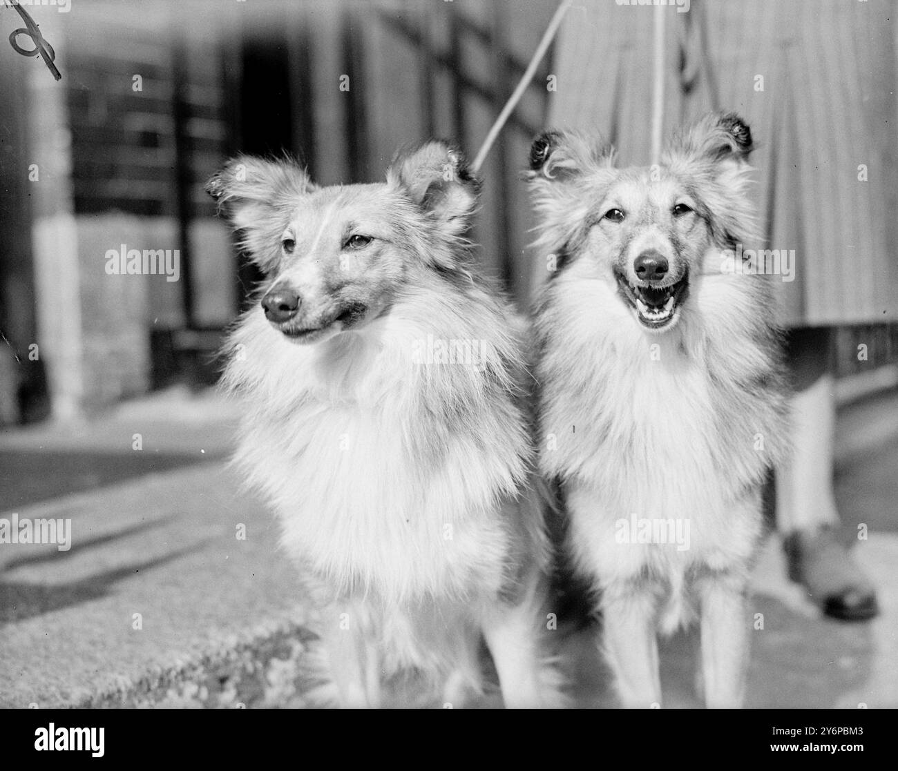 COSA, NIENTE PECORE? E attenzione, nel caso in cui ci dovesse essere un "arrotondamento" da fare, vicino al River Hill Regal (a sinistra) e al Coolgardie Katie mentre arrivavano alla sacra Trinity Hall, grande Portland Street, Londra, per lo spettacolo in panchina del Sheepdog club inglese delle Shetland. I cani sono di proprietà della signorina P.M.Rogers e della signorina F.M.Rogers di Icklesham, Sussex. 4 ottobre 1949 Foto Stock