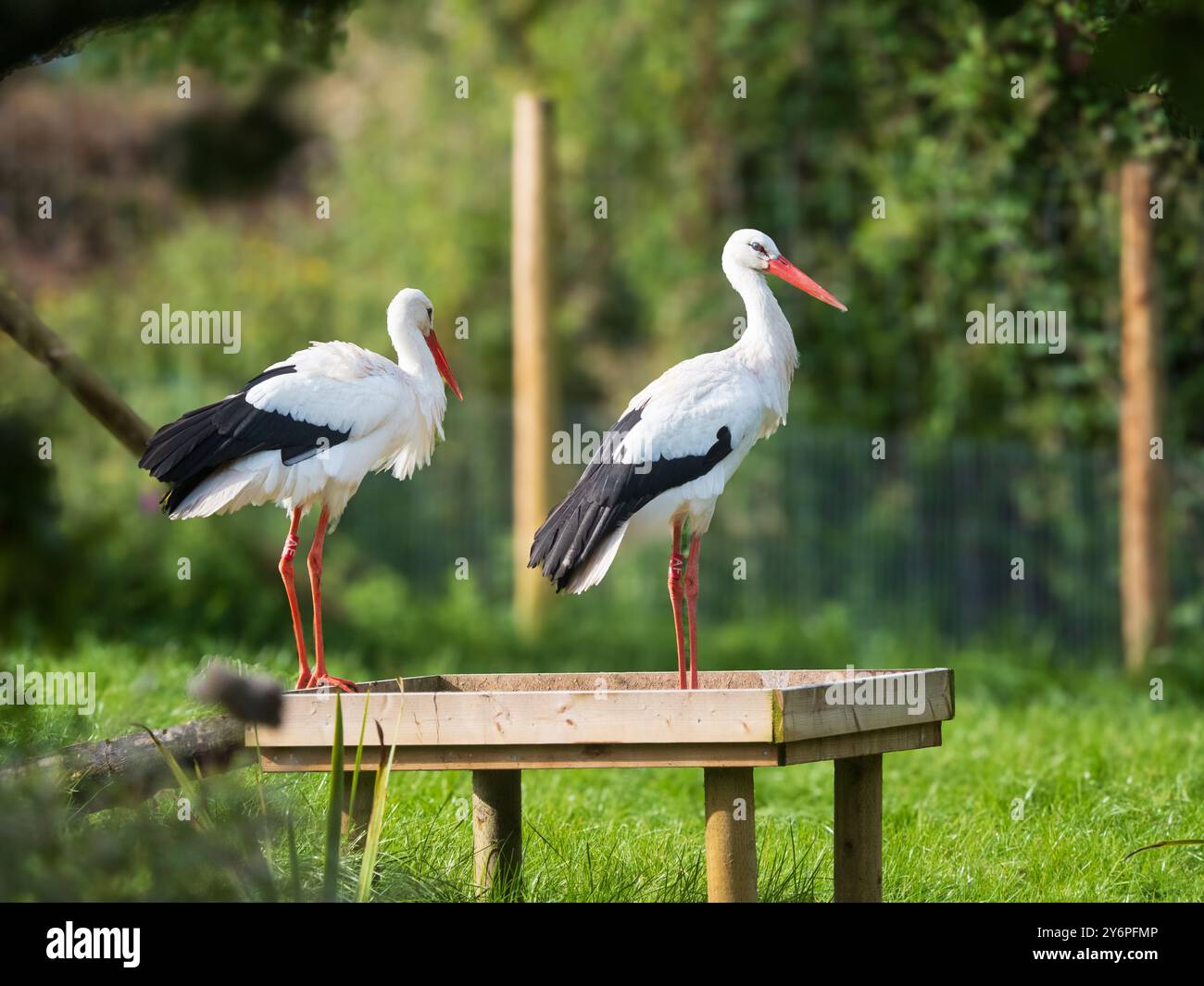 Coppia di cicogne bianche, Ciconia ciconia, al Llanelli Wetland Centre, Galles, Regno Unito Foto Stock