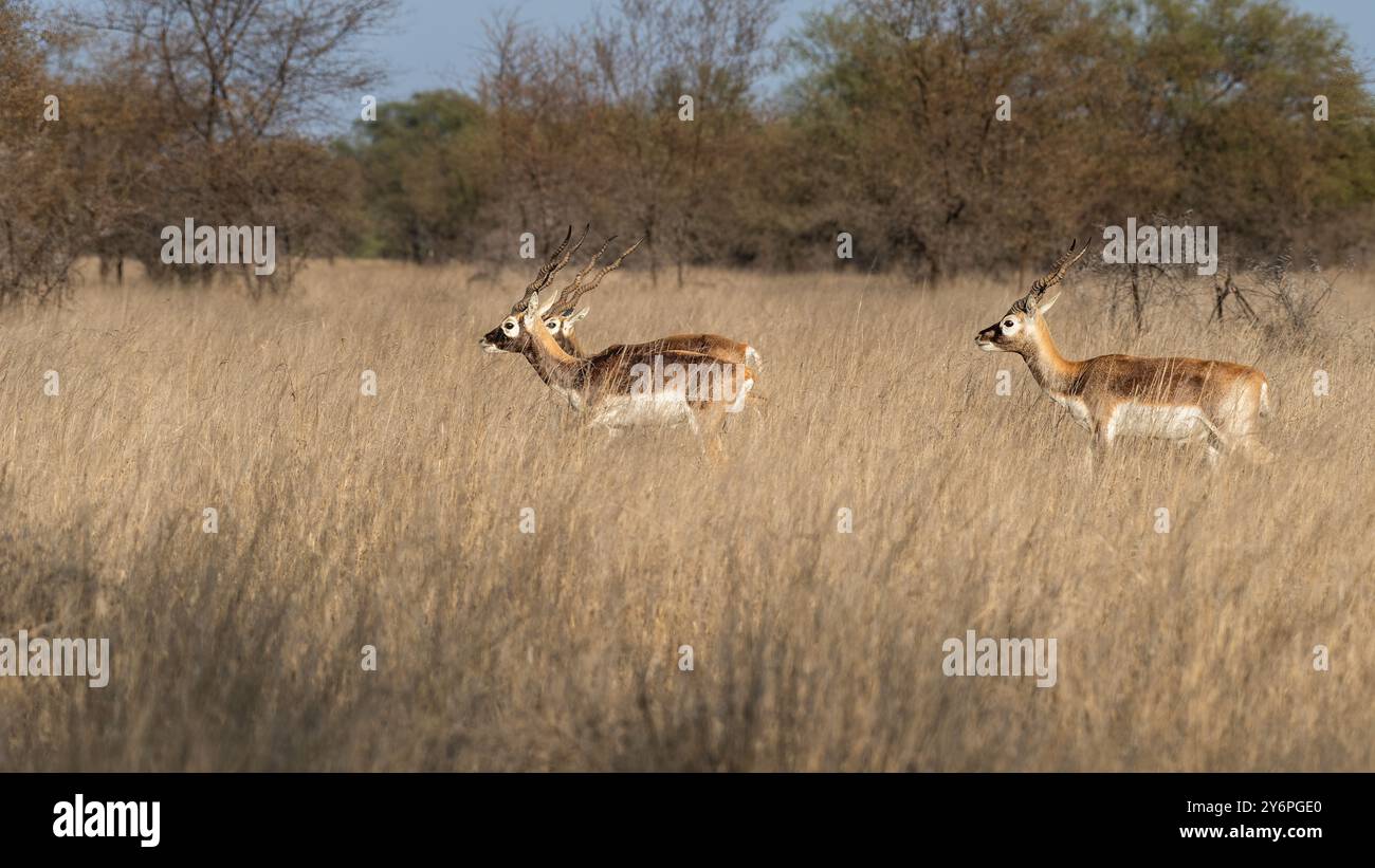Bellissimi BlackBucks nel loro habitat naturale. Il Blackbuck, noto anche come antilope indiana, è un'antilope di medie dimensioni originaria dell'India. Foto Stock
