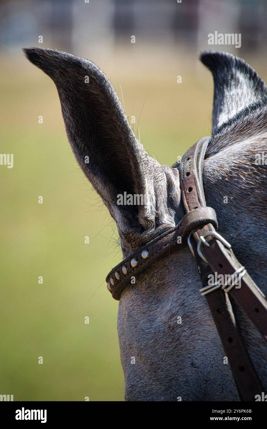 Un cavallo con una briglia marrone e un naso nero. La setola è realizzata in pelle e ha una fibbia argentata. Le orecchie del cavallo sono lunghe e appuntite Mangalarga M. Foto Stock