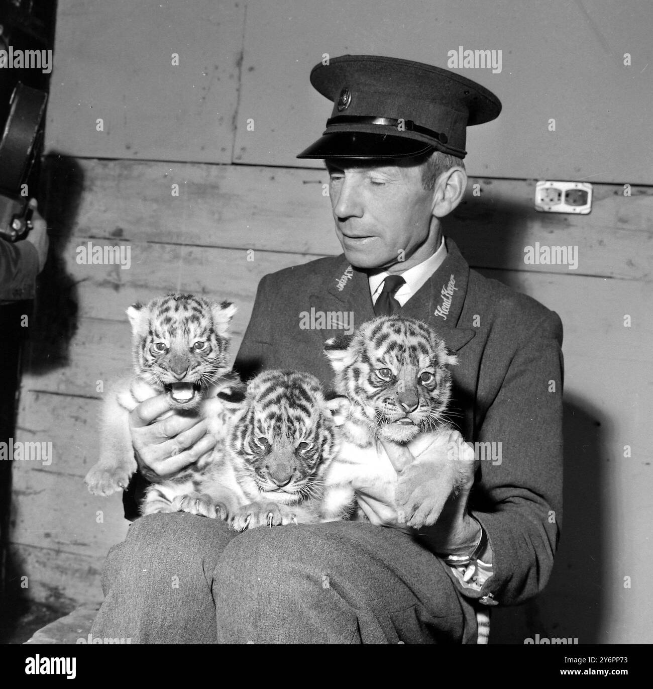 FRANK MEAKINS HOLDING TIGER CUBS AT WHIPSNADE ZOO; 31 LUGLIO 1962 Foto Stock