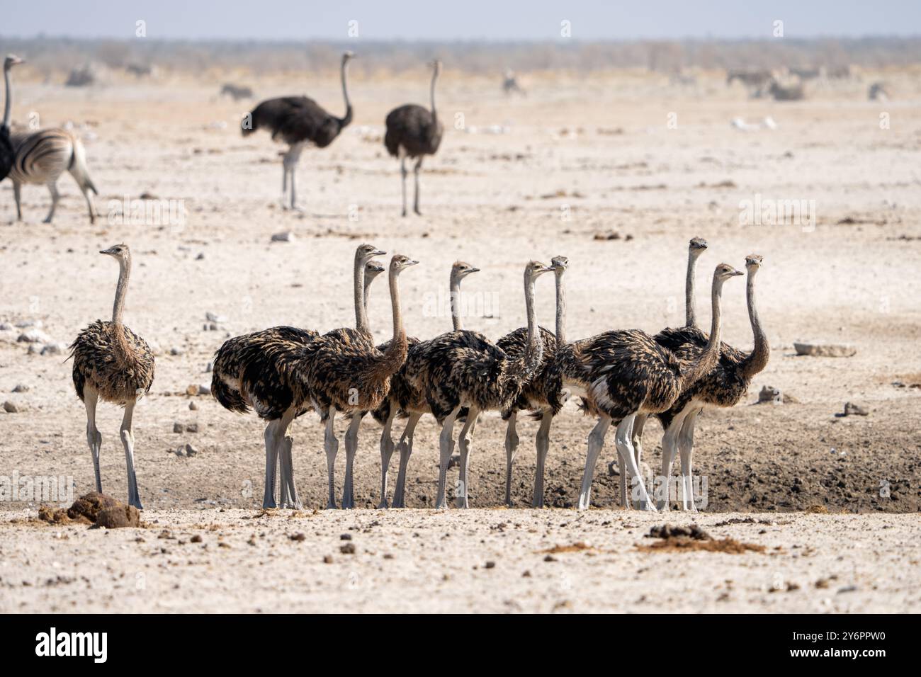 Giovani struzzi (Struthio camelus) si riuniscono in un pozzo d'acqua nel Parco Nazionale di Etosha in Namibia, Africa Foto Stock