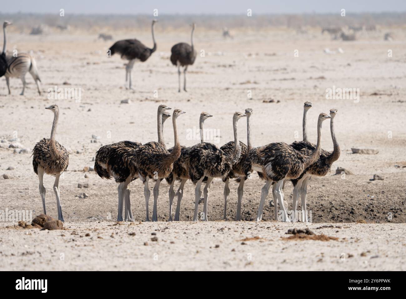 Giovani struzzi (Struthio camelus) si riuniscono in un pozzo d'acqua nel Parco Nazionale di Etosha in Namibia, Africa Foto Stock