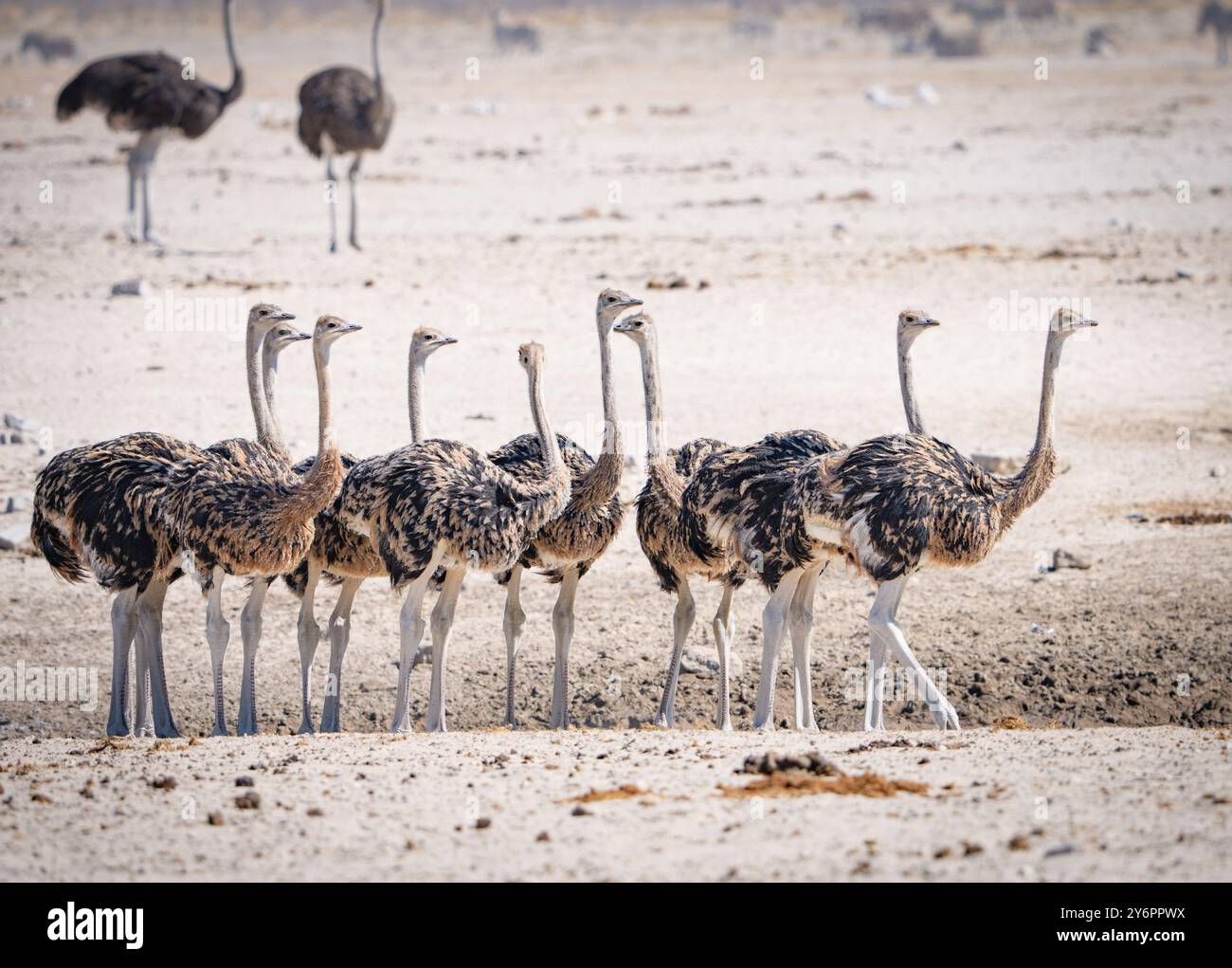 Giovani struzzi (Struthio camelus) si riuniscono in un pozzo d'acqua nel Parco Nazionale di Etosha in Namibia, Africa Foto Stock