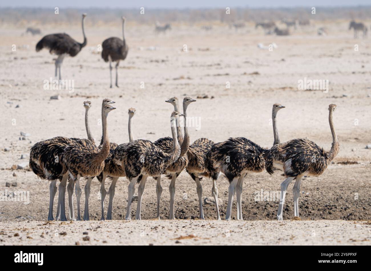 Giovani struzzi (Struthio camelus) si riuniscono in un pozzo d'acqua nel Parco Nazionale di Etosha in Namibia, Africa Foto Stock