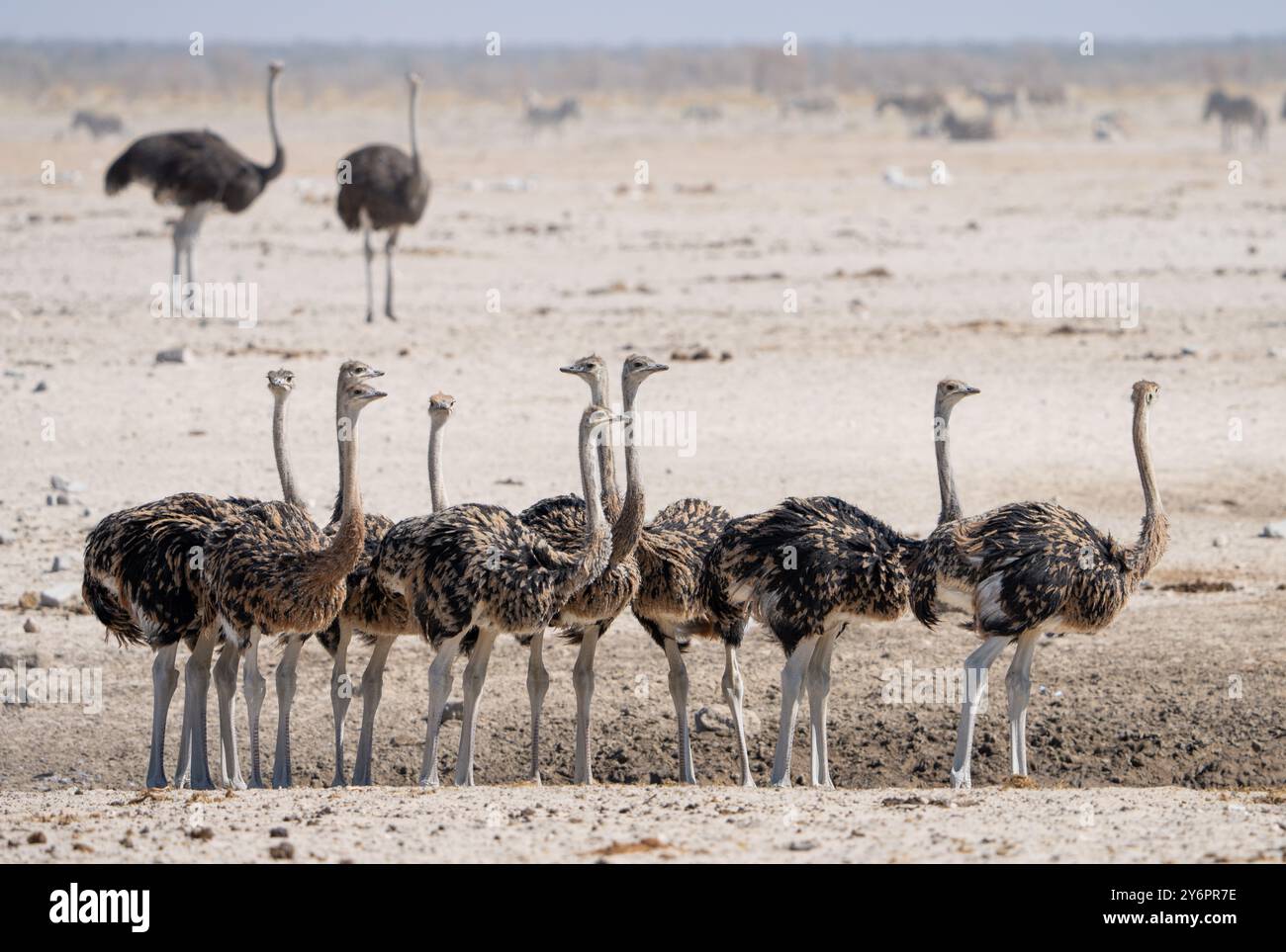 Giovani struzzi (Struthio camelus) si riuniscono in un pozzo d'acqua nel Parco Nazionale di Etosha in Namibia, Africa Foto Stock