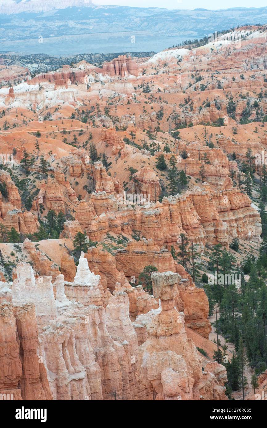 Foto dall'alto verso il basso del Bryce Canyon che mostra un mucchio di hoodoo in un cielo limpido. L'arancione brillante e il bianco delle strutture hoodoo forniscono un buon contrasto Foto Stock