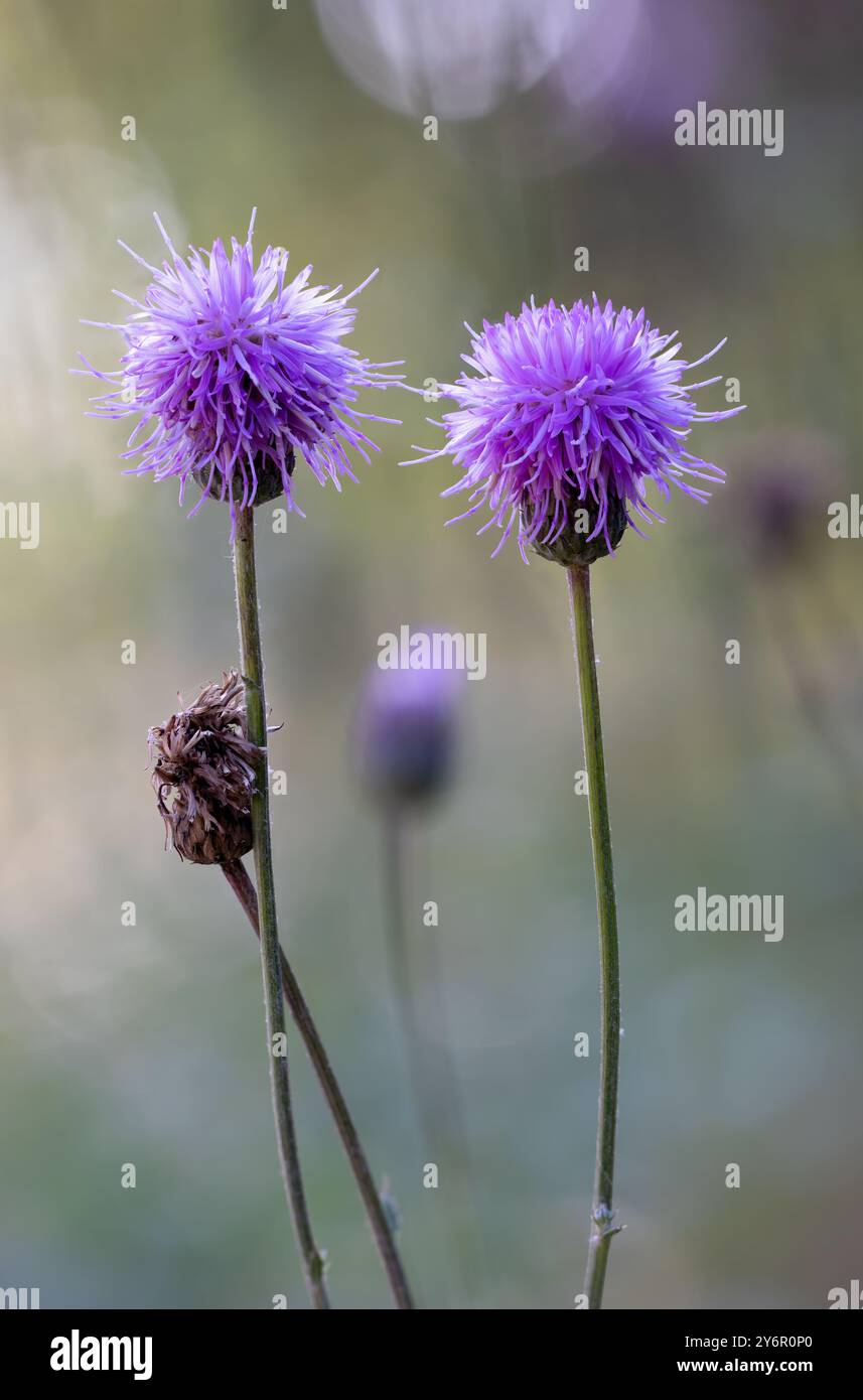 Creeping thistle Foto Stock