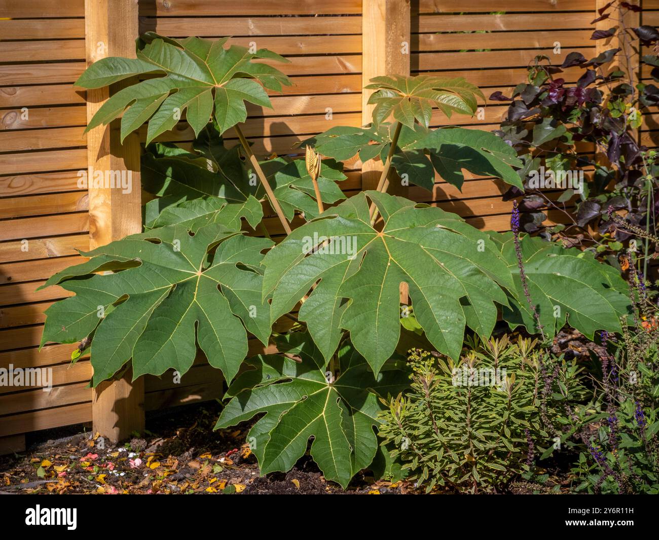 Tetrapanax papyrifer, nome comune: Rice Paper Plant Growing a herbaceous border in a UK Garden. Foto Stock