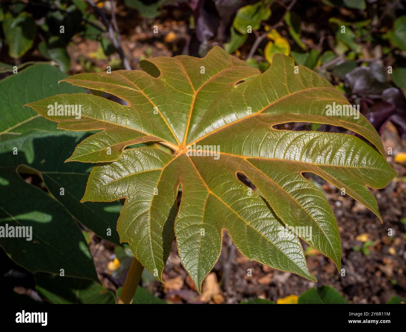 Primo piano di una foglia di papiro Tetrapanax che cresce in un giardino del Regno Unito. Foto Stock