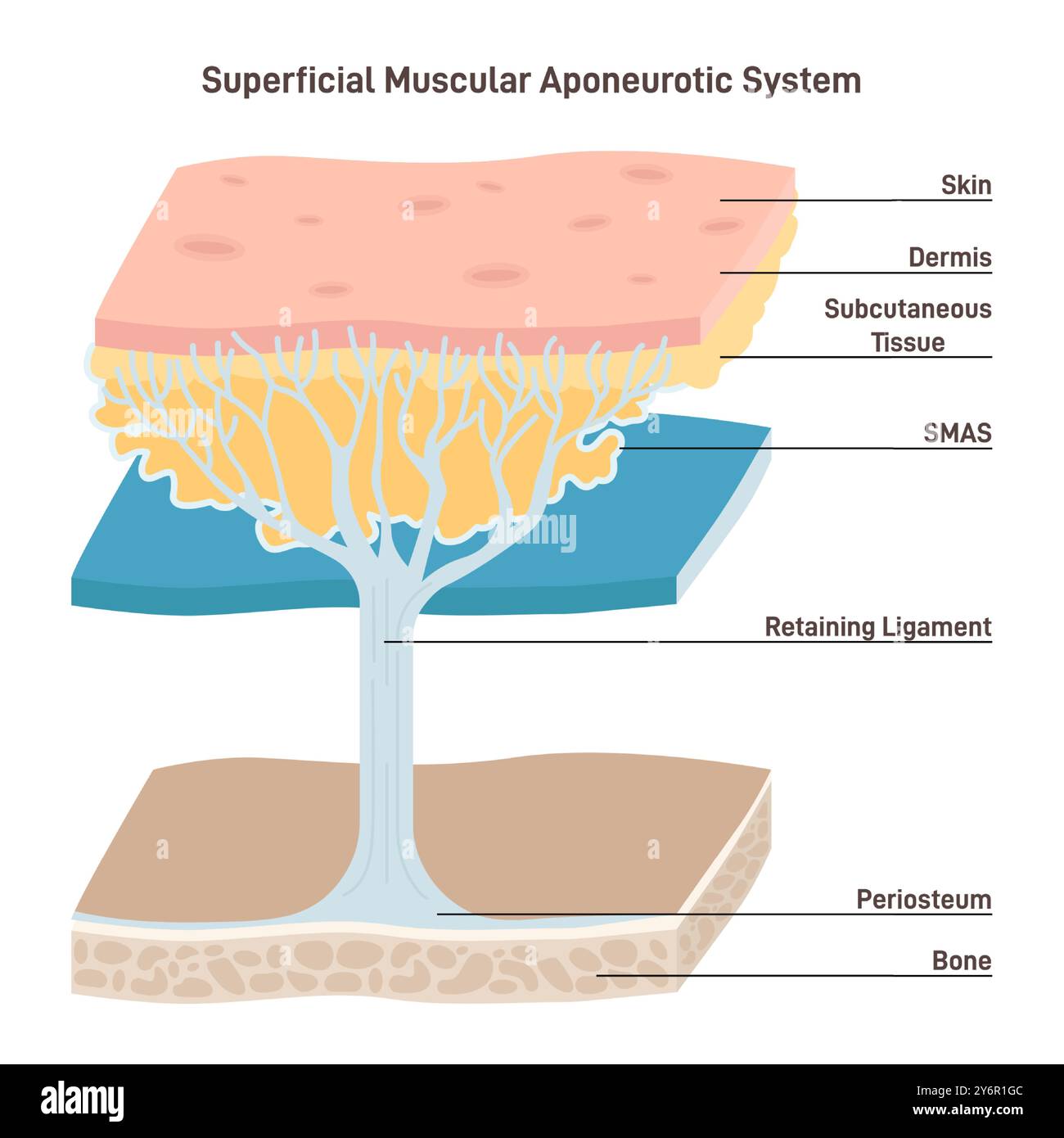 Sistema aponeurotico muscolare superficiale. Piano di tessuto della faccia che copre la guancia. Collega i muscoli del viso e del collo alla pelle. Illustrazione vettoriale piatta Illustrazione Vettoriale