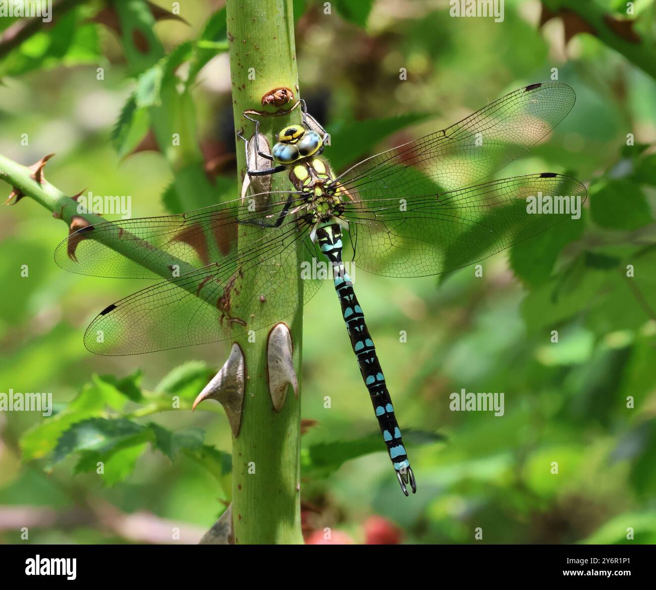 Un migrante Hawker Dragonfly presso Combe Hill Nature Reserve Gloucestershire Regno Unito Foto Stock