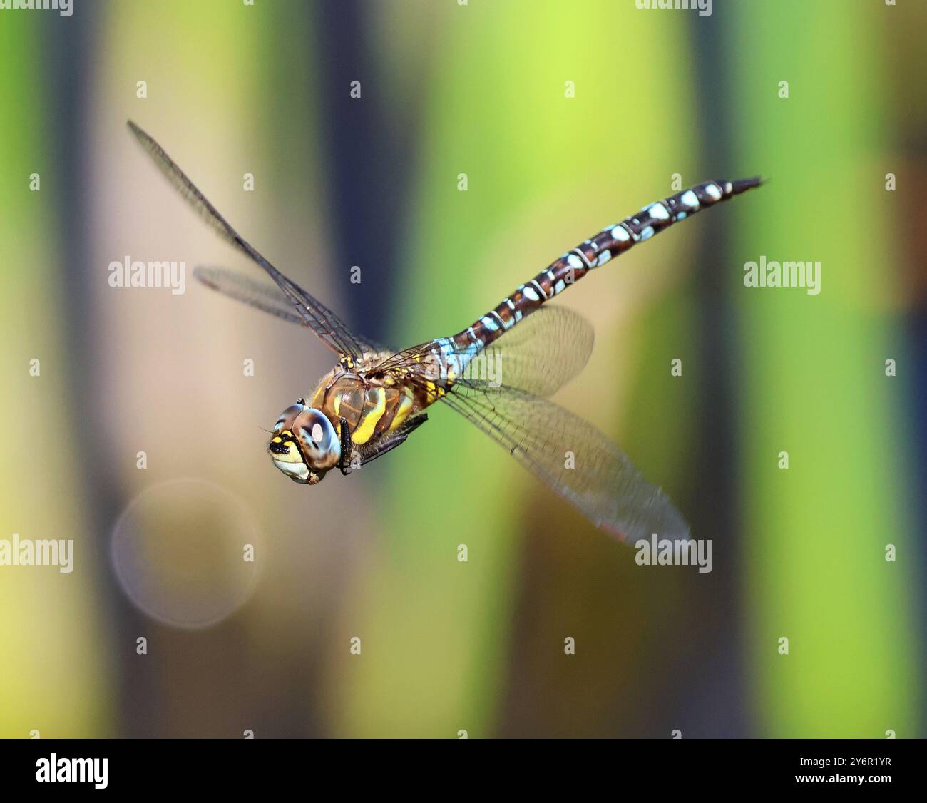 Un migrante Hawker Dragonfly presso Combe Hill Nature Reserve Gloucestershire Regno Unito Foto Stock