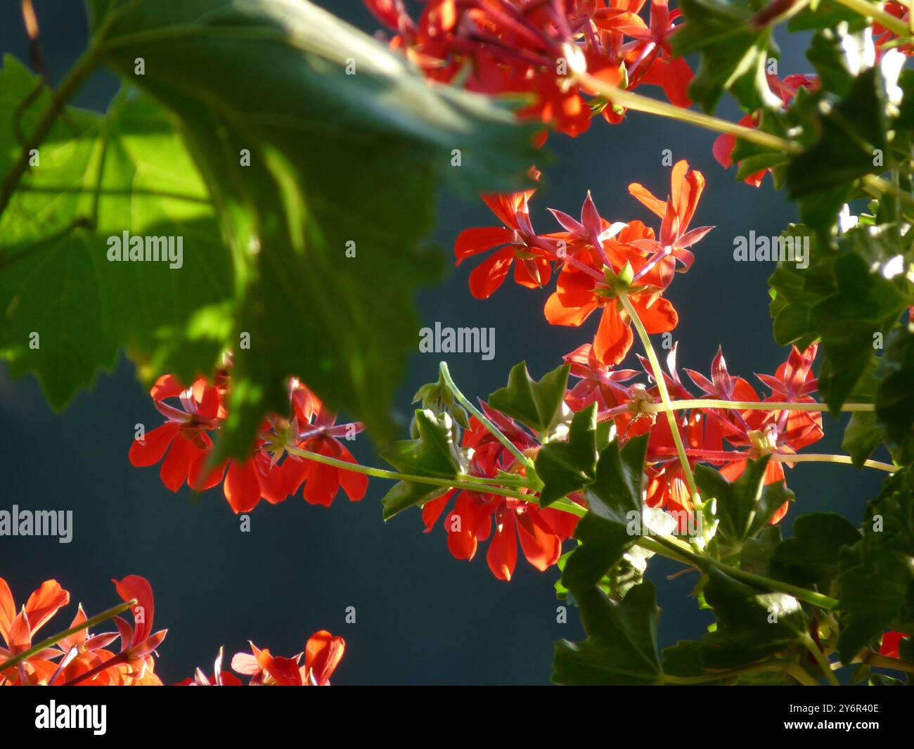 Splendidi gerani di edera rossa incorniciati da foglie verdi lussureggianti. La luce solare intensa crea un effetto luminoso su uno sfondo scuro e morbido. Macro botanico Foto Stock