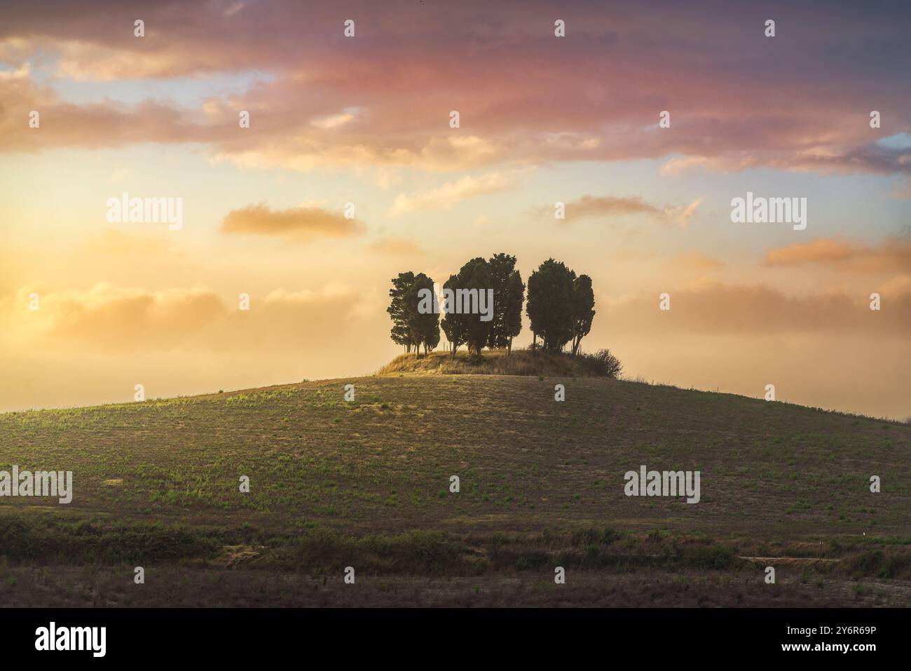 Boschetto di cipressi in cima a un tramonto artistico in collina. Orciano Pisano sulle colline pisane, provicne di Pisa, Toscana, Italia Foto Stock