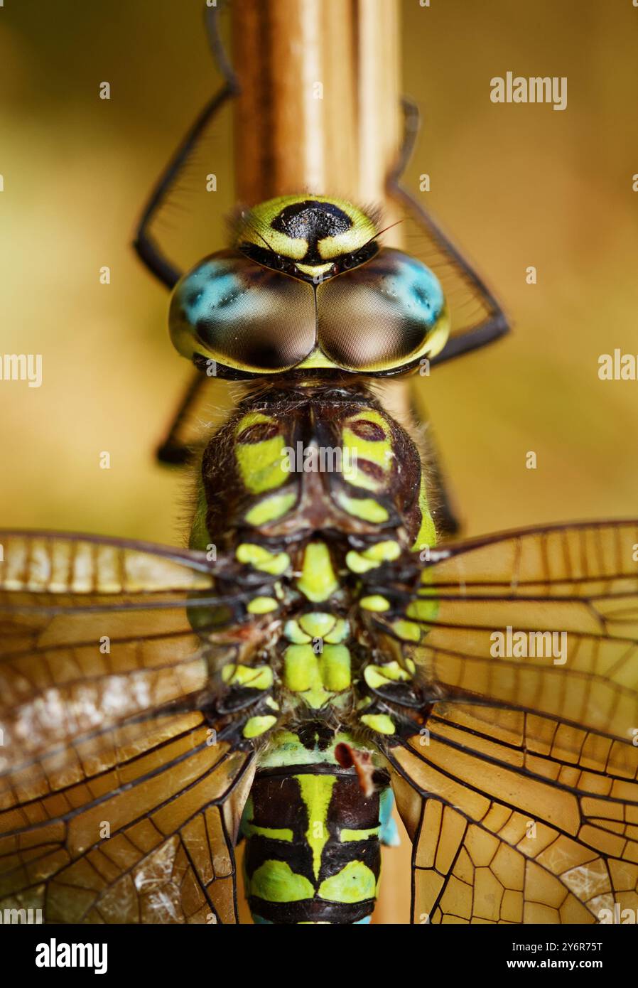 Dettaglio macro della testa e degli occhi componibili di Un Falco australe maschio Dragonfly, Aeshna cyanea, a riposo, RSPB Arne, Dorset, REGNO UNITO Foto Stock