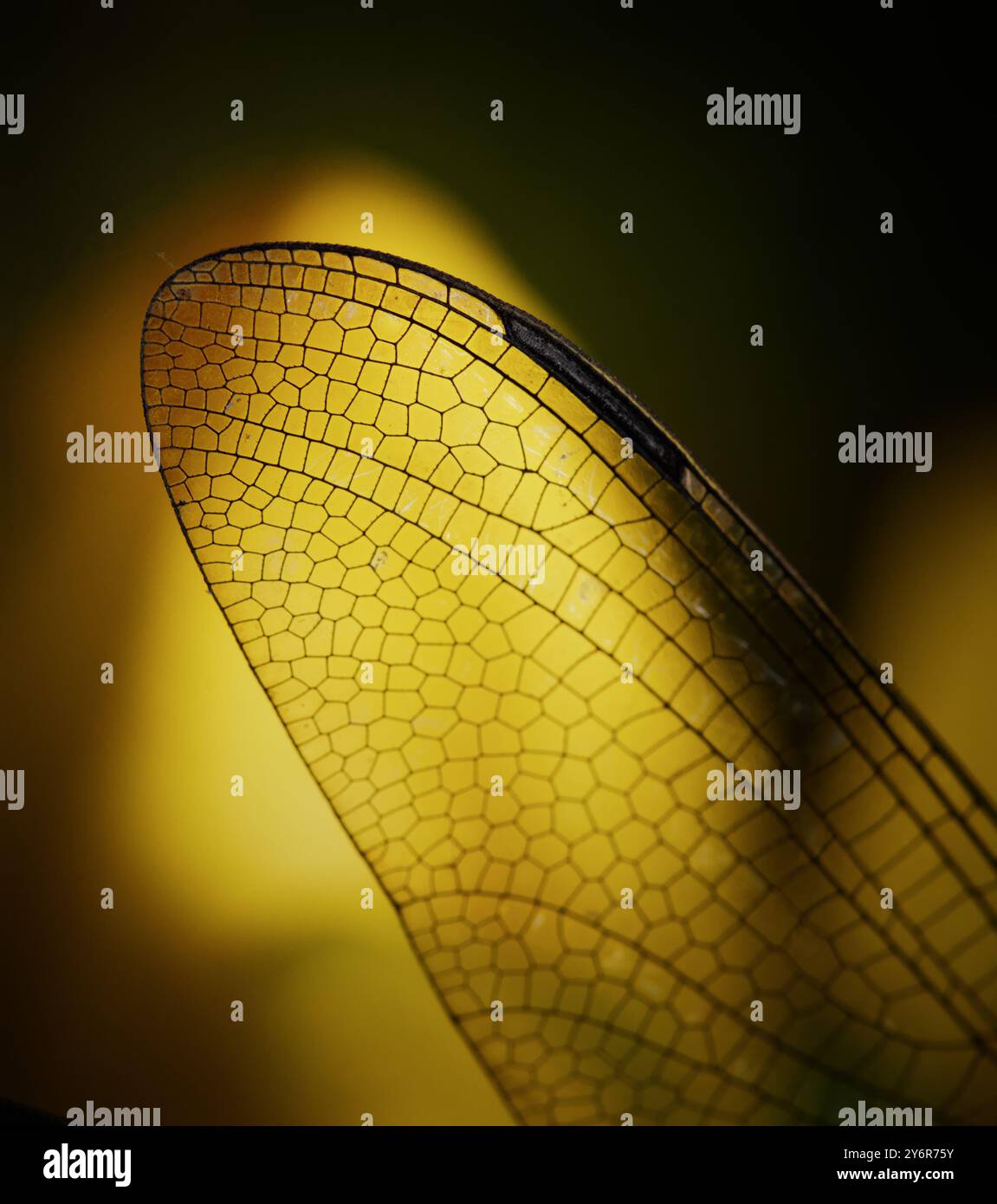 Macro, dettaglio ravvicinato delle vene, Pterostigma e costruzione dell'ala di Una Dragonfly, Regno Unito Foto Stock