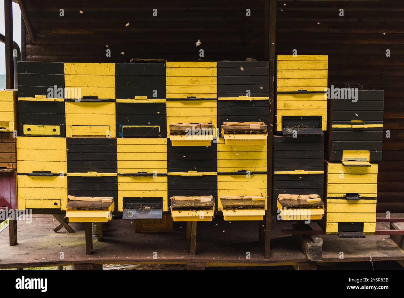 Ingresso all'alveare con un pontile di atterraggio, api di miele in arrivo e in partenza, decollo e atterraggio Foto Stock