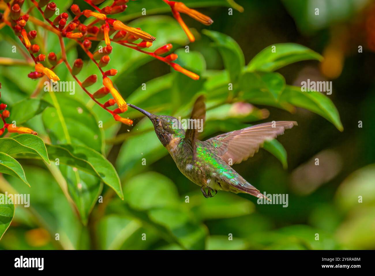 Hummingbird dalla gola rubina che raccoglie il nettare da un cespuglio di fuoco Foto Stock