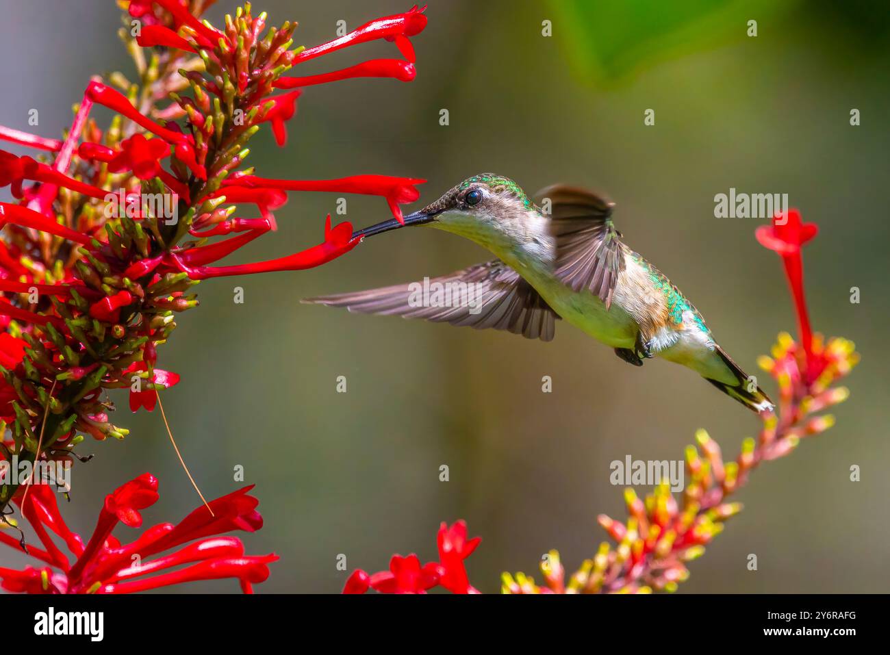 Femmina Hummingbird dalla gola rubina che raccoglie nettare da un Fire Spike Foto Stock