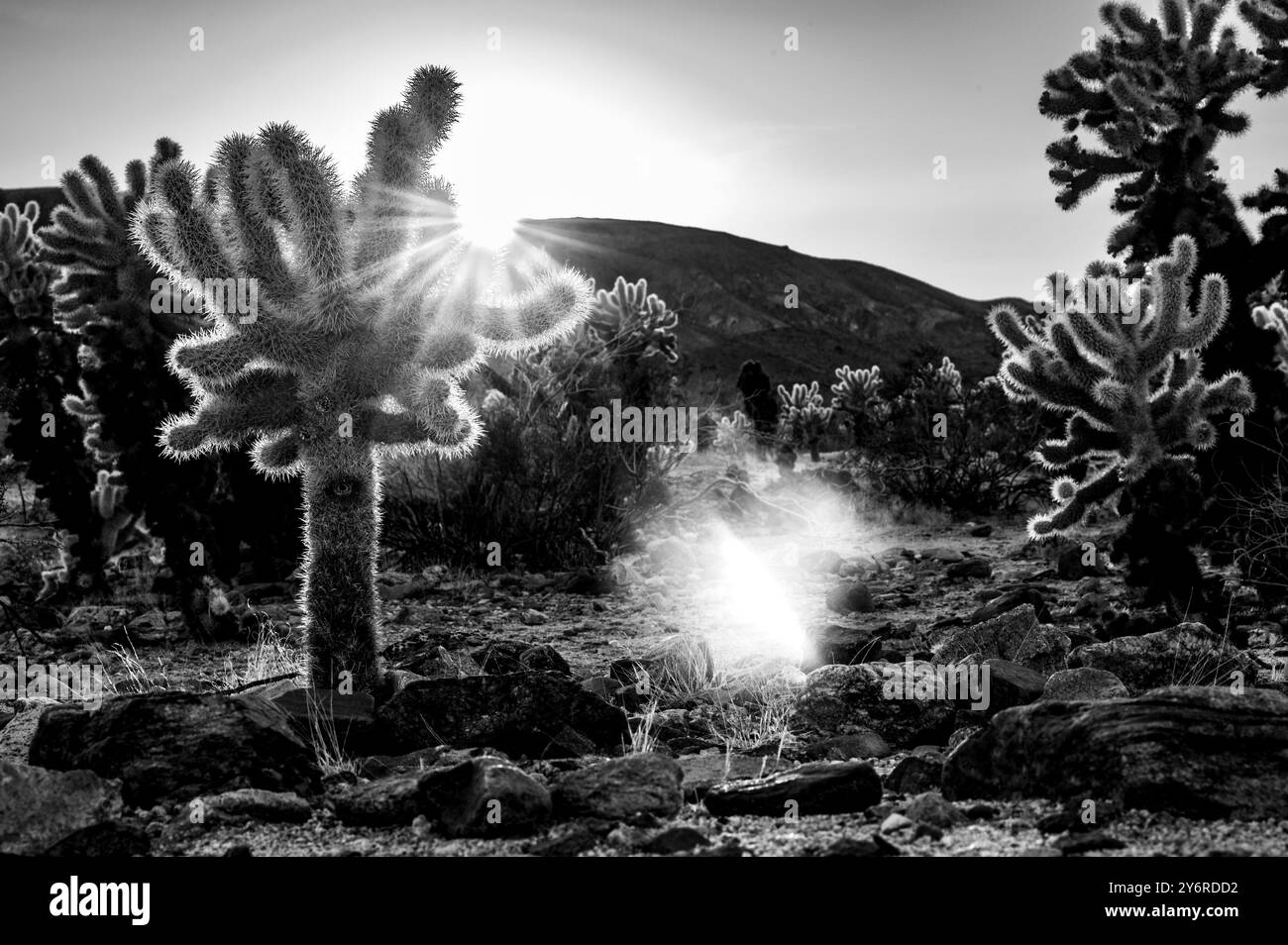 Fotografia in bianco e nero di un paesaggio desertico con cactus cholla e raggi del sole che sbirciano, creando un effetto drammatico. Foto Stock