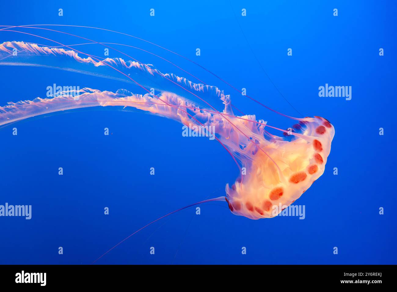 Ortica del Mar Nero, Chrysaora achlyos, meduse giganti che nuotano sott'acqua al Monterey Bay Aquarium, California, Stati Uniti Foto Stock