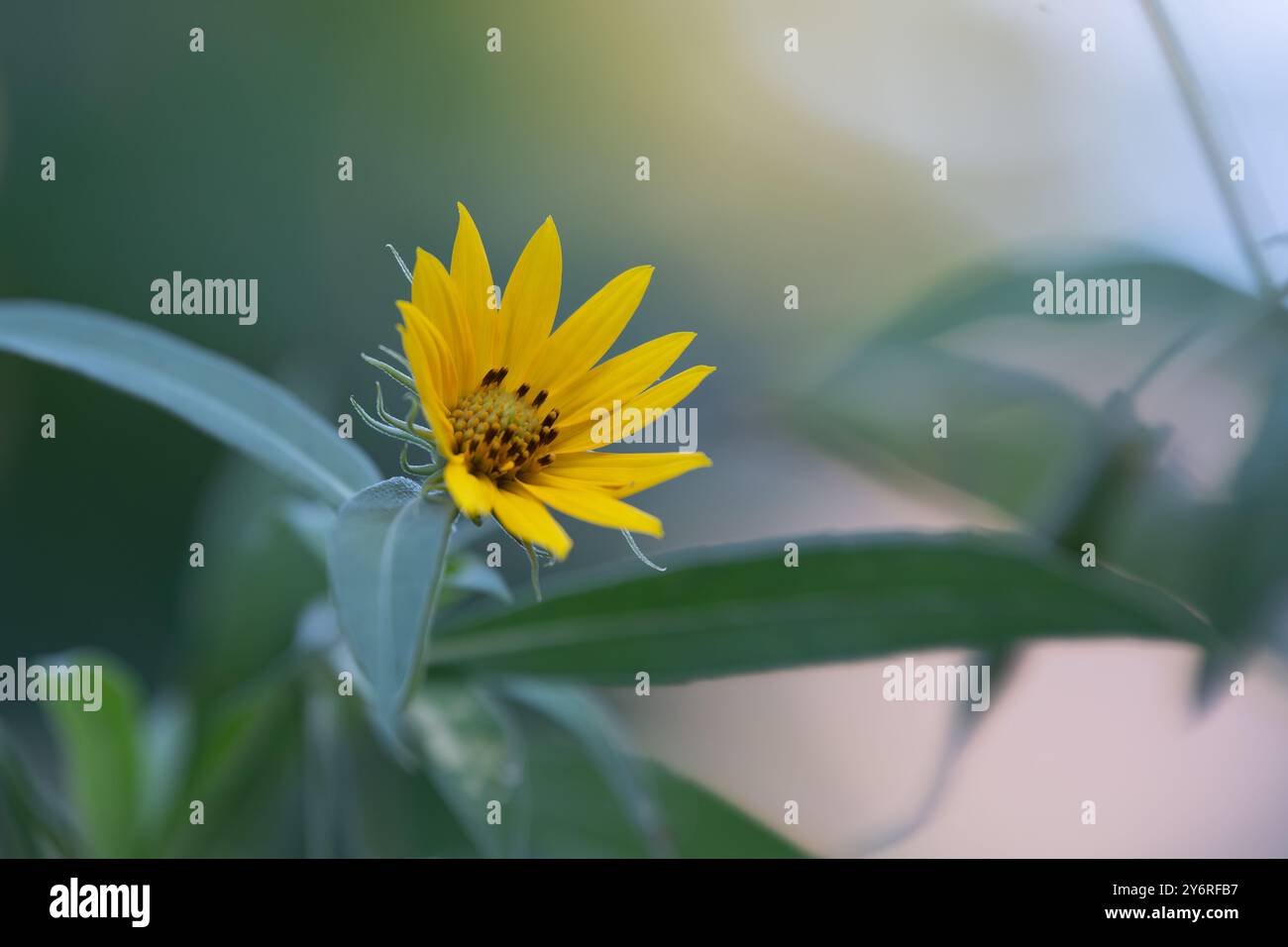 Girasole Maximilian, Helianthus maximiliani, che cresce in un giardino estivo. Foto Stock