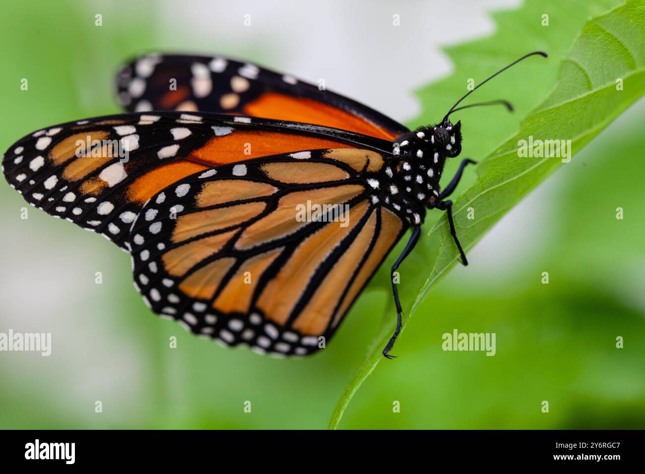 Monarca, farfalla, Danaus plexippus, su una foglia in un centro farfalla a Terranova Foto Stock