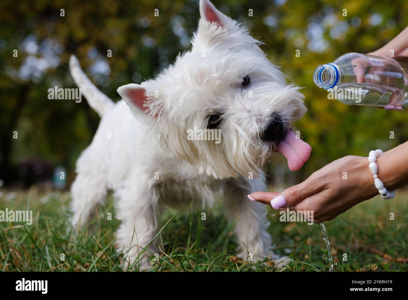 Il cane beve l'acqua da una bottiglia di plastica. Il proprietario di animali domestici si prende cura della sua dalmata in una calda giornata di sole, concetto di cura degli animali Foto Stock