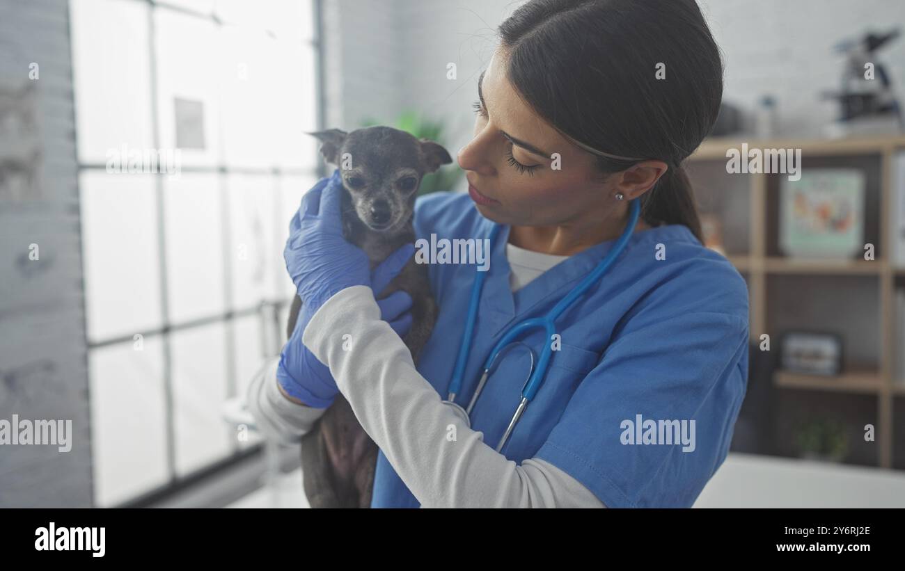 Un veterinario donna compassionevole esamina un chihuahua in una stanza clinica Foto Stock