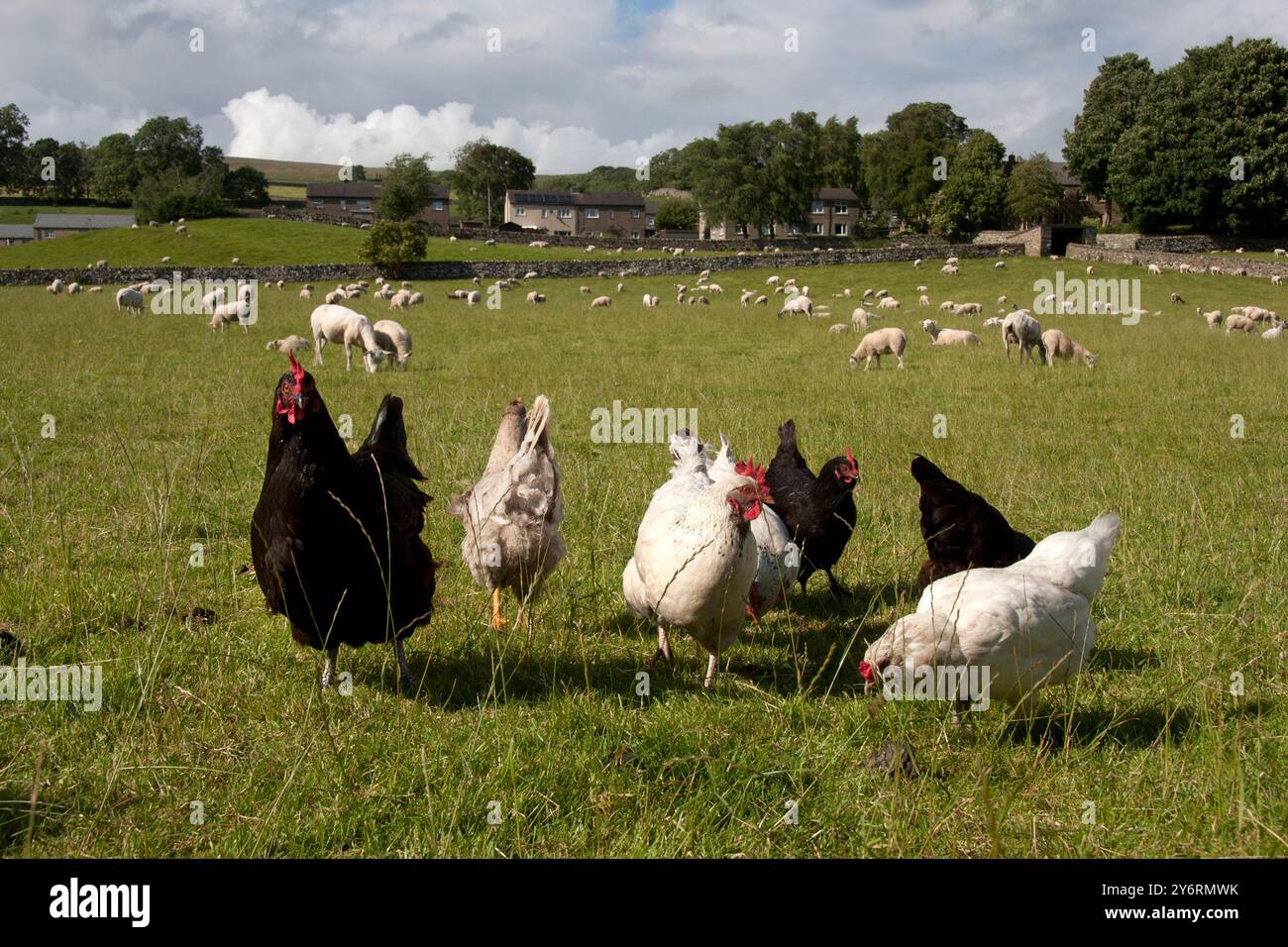 Polli liberi che vagano ad Askrigg, Wensleydale, Yorkshire Dales, Inghilterra Foto Stock