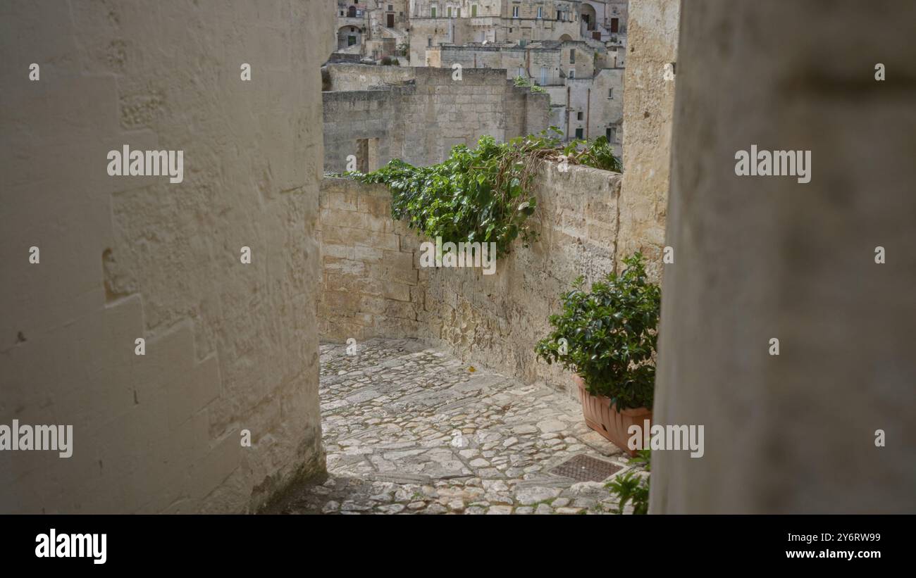 Un pittoresco vicolo in pietra con piante in vaso e architettura antica a matera, basilicata, italia, in una giornata tranquilla. Foto Stock