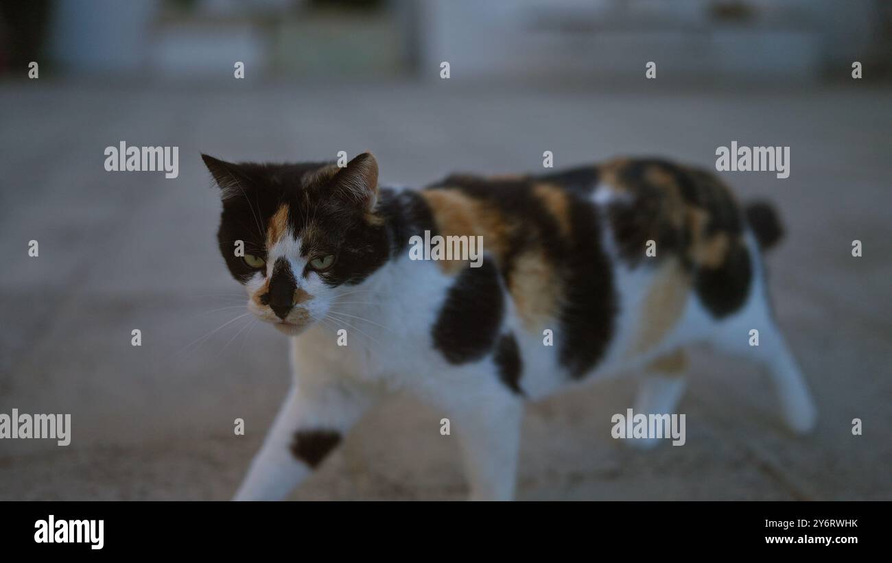 Un gatto calico cammina con sicurezza su un patio esterno, mostrando i suoi sorprendenti motivi di pelliccia sotto la luce naturale. Foto Stock