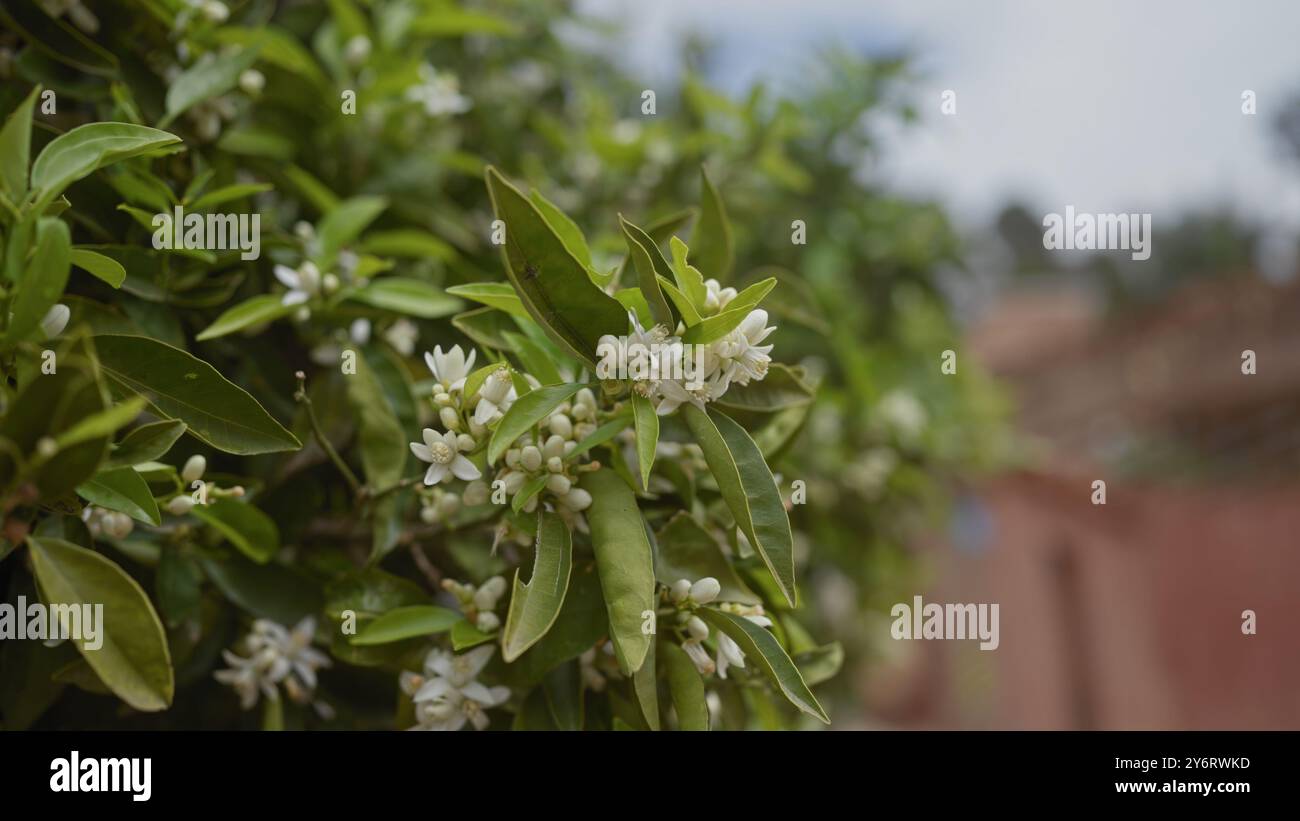 Primo piano di fiori bianchi di agrumi aurantium su un albero di arancio, con foglie verdi vivide su sfondo sfocato. Foto Stock