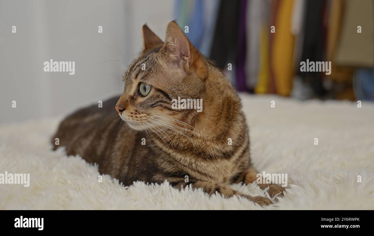Immagine interna di un gatto a righe che sdraia su una morbida coperta bianca in un accogliente ambiente domestico con un armadio colorato sullo sfondo. Foto Stock