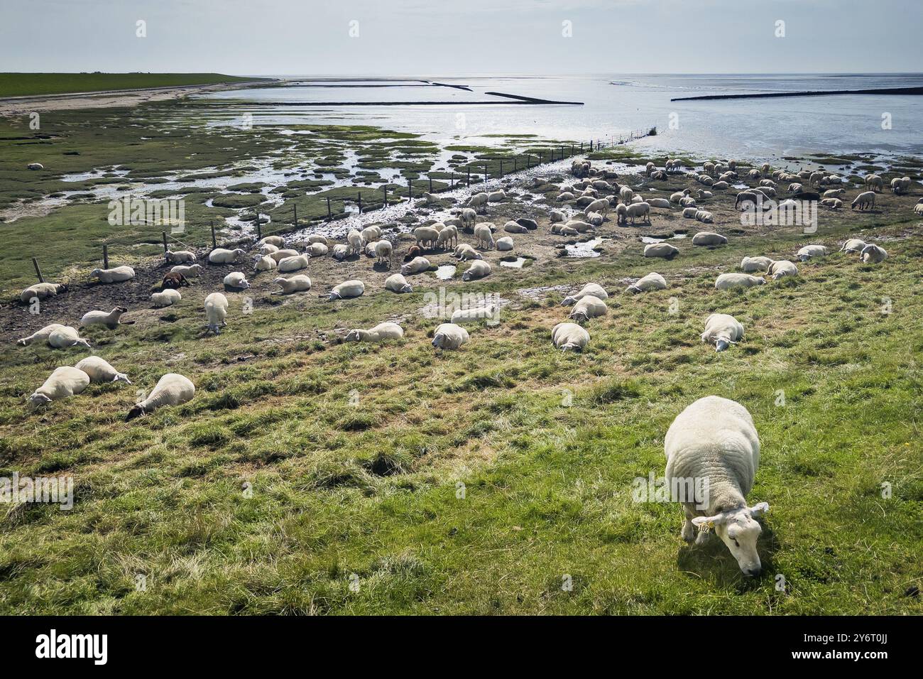 Pecore sulla diga, bacino Rantum, tour in bicicletta, turismo, viaggi, mare del Nord, isola, Sylt, Germania, Europa Foto Stock