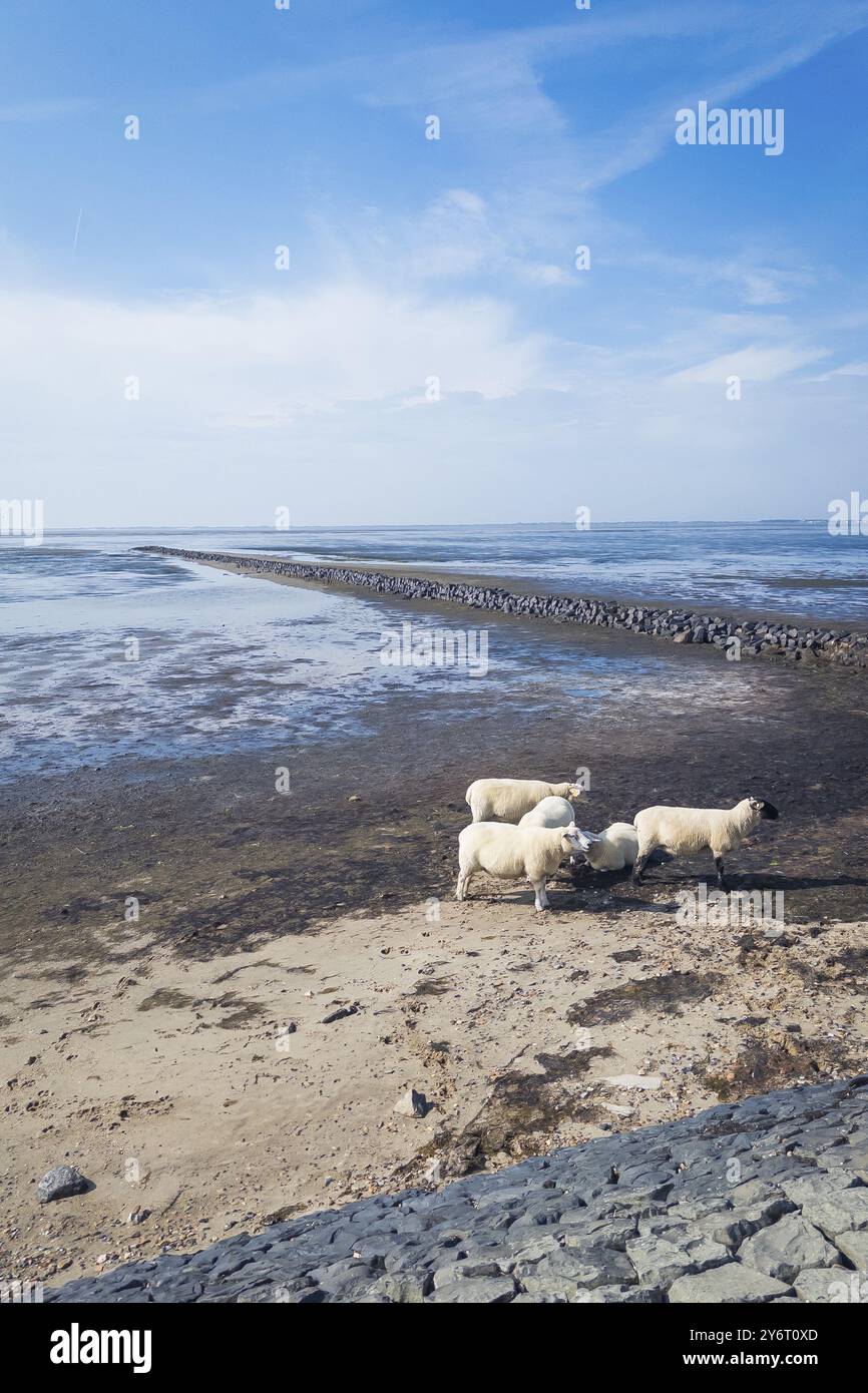 Pecore sulla diga, bacino Rantum, tour in bicicletta, turismo, viaggi, mare del Nord, isola, Sylt, Germania, Europa Foto Stock