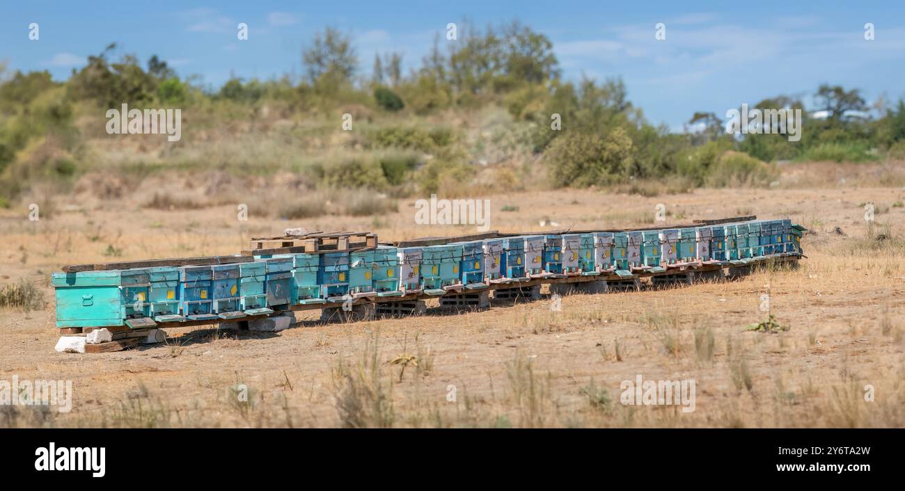 Alveari insediati in un campo ad Antalya, in Turchia Foto Stock