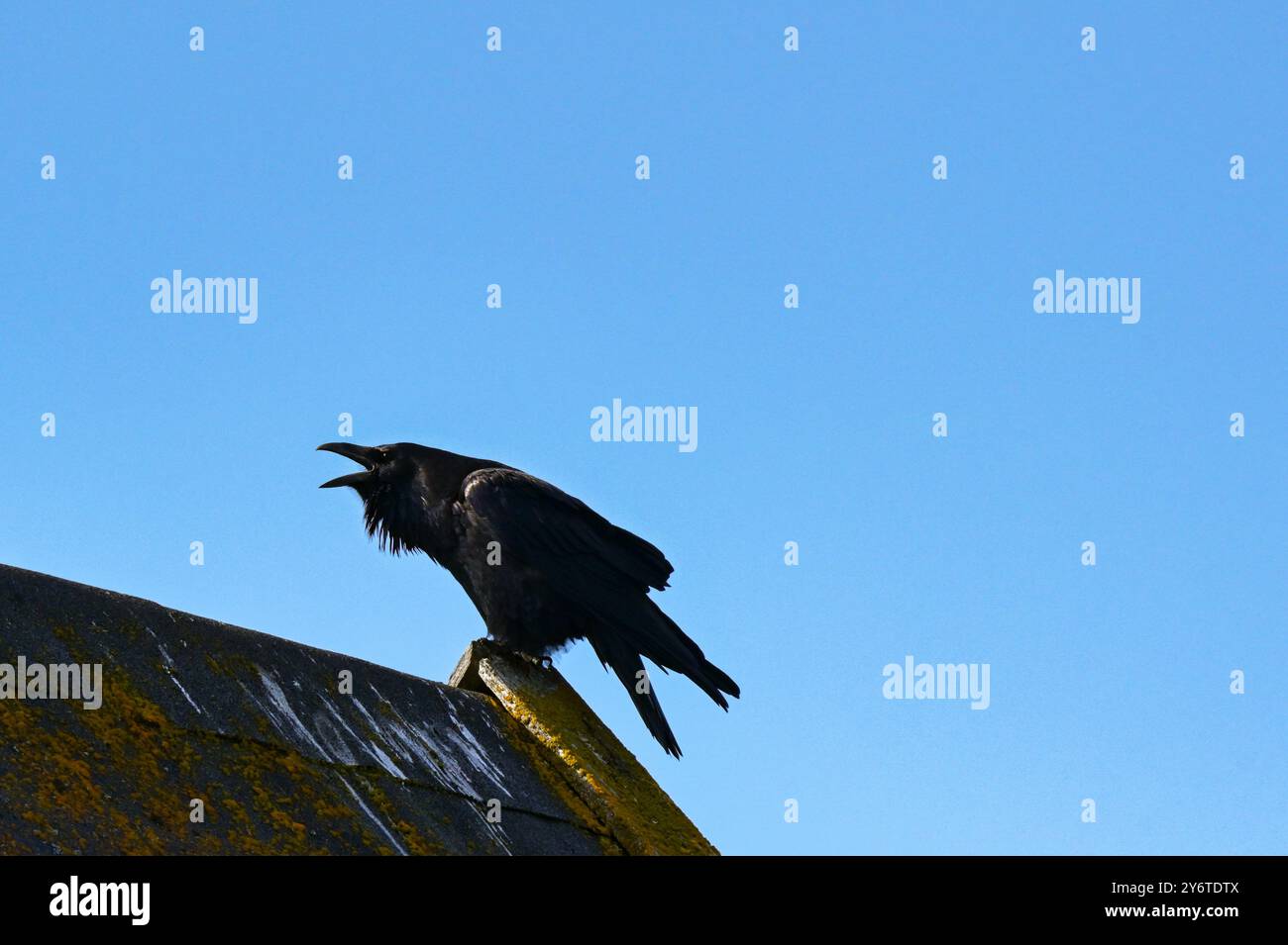 Silhouette di un uccello nero con chiamata a becco con becco aperto sul tetto di un edificio. Concetto di rumore. Foto Stock